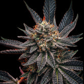 Zookies Seeds